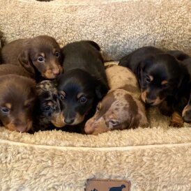 Dachshund (Miniature Long Haired)