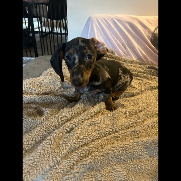 Dachshund (Miniature Smooth Haired)