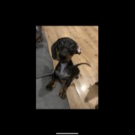 Dachshund (Miniature Smooth Haired)