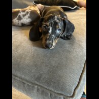 Dachshund (Miniature Smooth Haired)