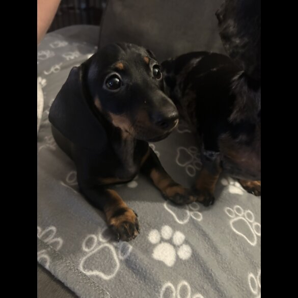 Dachshund (Miniature Smooth Haired)