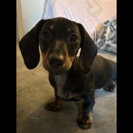 Dachshund (Miniature Smooth Haired)