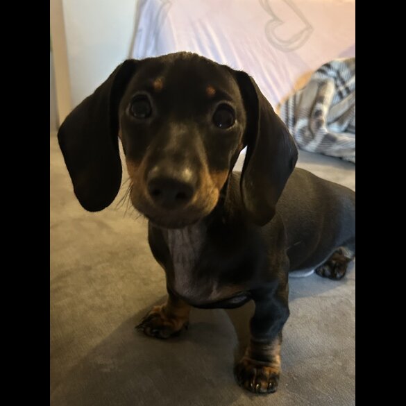 Dachshund (Miniature Smooth Haired)
