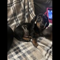 Dachshund (Miniature Smooth Haired)