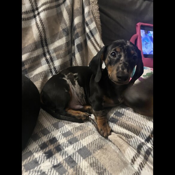 Dachshund (Miniature Smooth Haired)