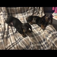 Dachshund (Miniature Smooth Haired)