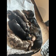 Dachshund (Miniature Smooth Haired)