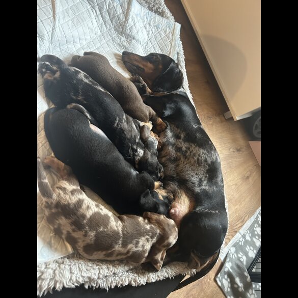 Dachshund (Miniature Smooth Haired)