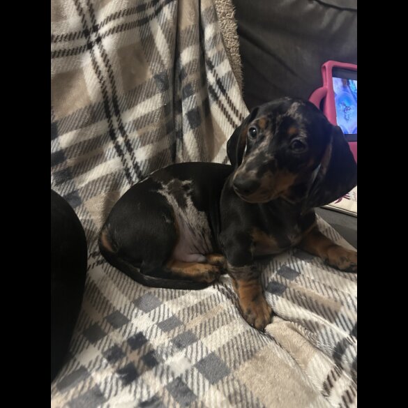 Dachshund (Miniature Smooth Haired)