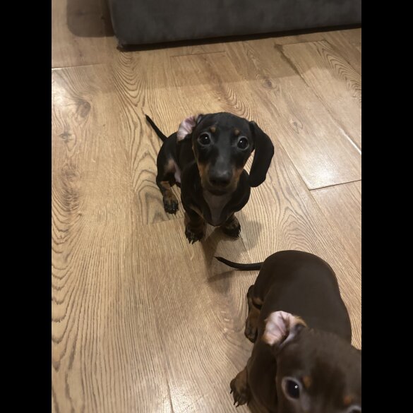 Dachshund (Miniature Smooth Haired)