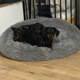 Dachshund (Miniature Smooth Haired)