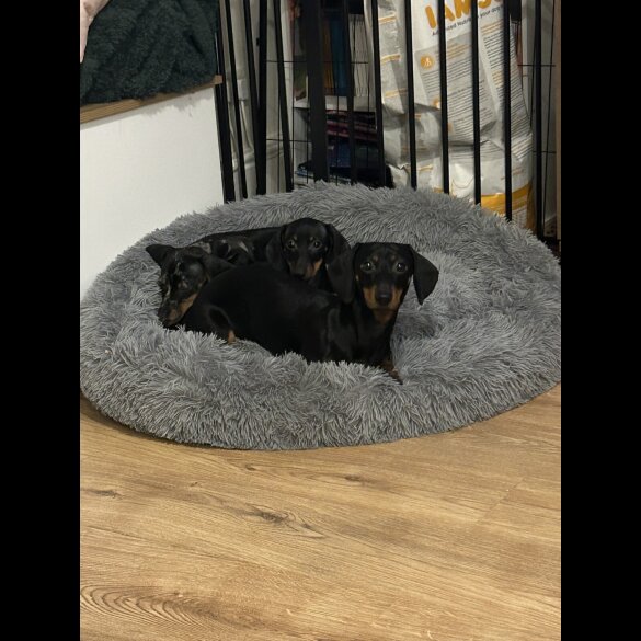 Dachshund (Miniature Smooth Haired)