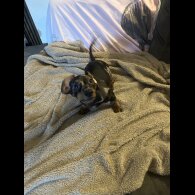 Dachshund (Miniature Smooth Haired)