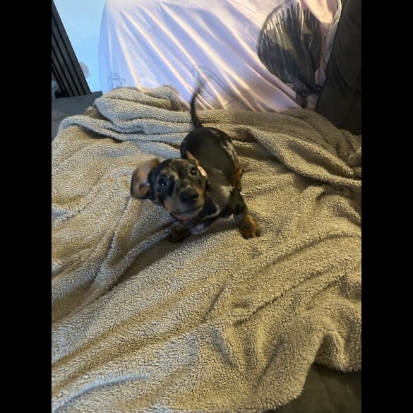 Dachshund (Miniature Smooth Haired)