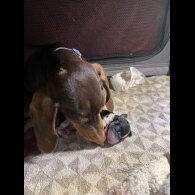 Dachshund (Miniature Smooth Haired)