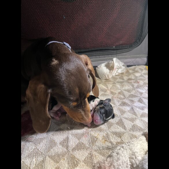 Dachshund (Miniature Smooth Haired)