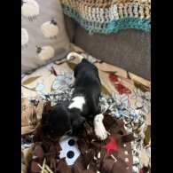 Dachshund (Miniature Smooth Haired)