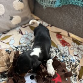 Dachshund (Miniature Smooth Haired)