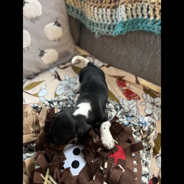 Dachshund (Miniature Smooth Haired)