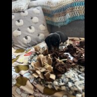 Dachshund (Miniature Smooth Haired)