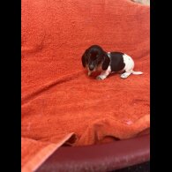 Dachshund (Miniature Smooth Haired)