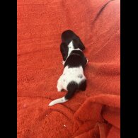 Dachshund (Miniature Smooth Haired)