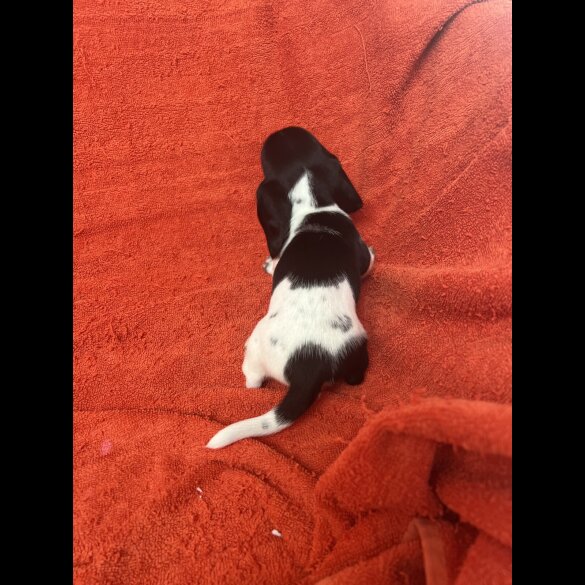 Dachshund (Miniature Smooth Haired)