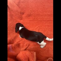 Dachshund (Miniature Smooth Haired)