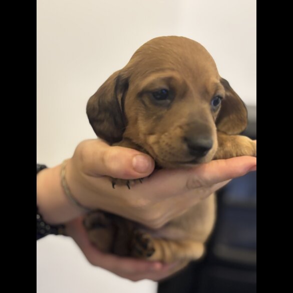 Dachshund (Miniature Smooth Haired)