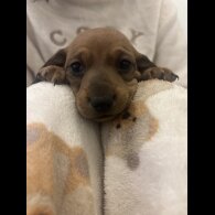 Dachshund (Miniature Smooth Haired)