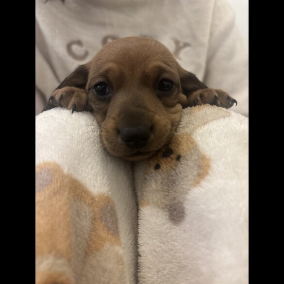 Dachshund (Miniature Smooth Haired)