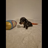 Dachshund (Miniature Smooth Haired)