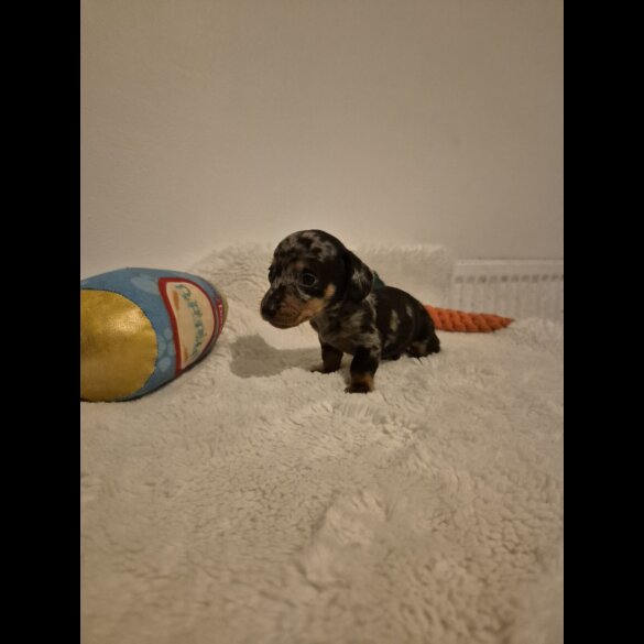 Dachshund (Miniature Smooth Haired)