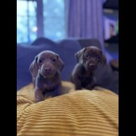 Dachshund (Miniature Smooth Haired)