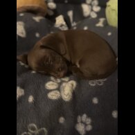 Dachshund (Miniature Smooth Haired)