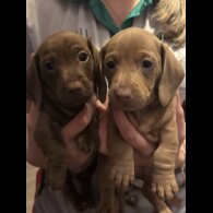 Dachshund (Miniature Smooth Haired)