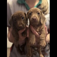 Dachshund (Miniature Smooth Haired)