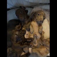 Dachshund (Miniature Smooth Haired)