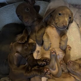 Dachshund (Miniature Smooth Haired)