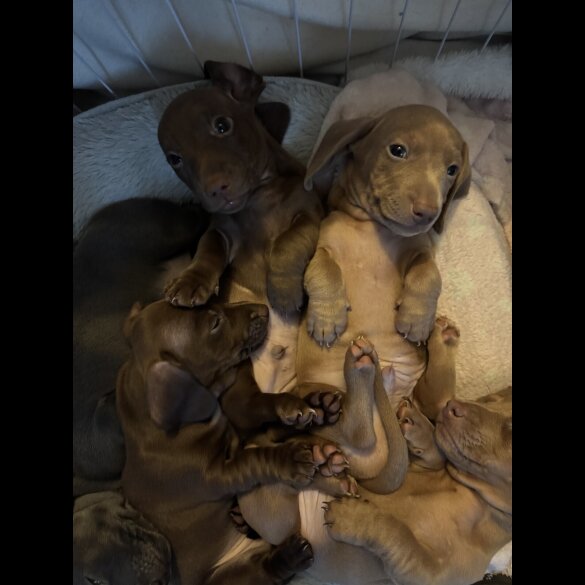 Dachshund (Miniature Smooth Haired)