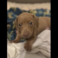 Dachshund (Miniature Smooth Haired)