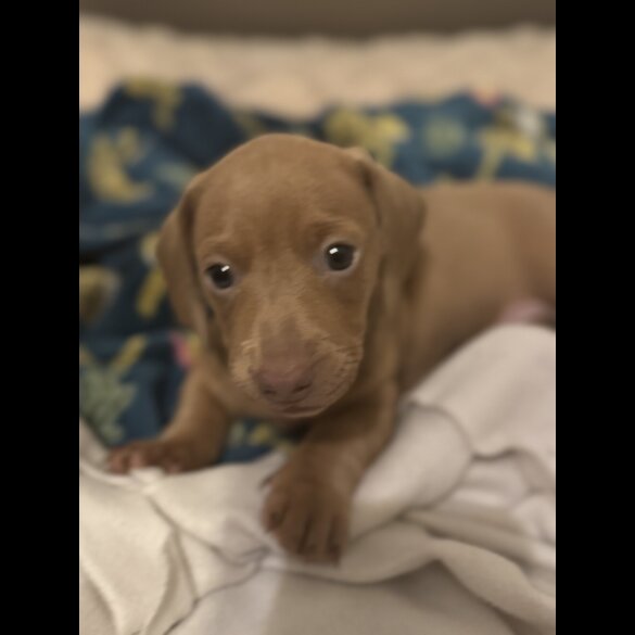 Dachshund (Miniature Smooth Haired)