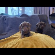 Dachshund (Miniature Smooth Haired)