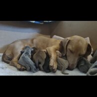 Dachshund (Miniature Smooth Haired)