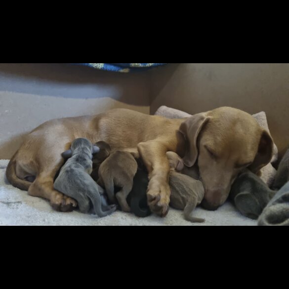 Dachshund (Miniature Smooth Haired)