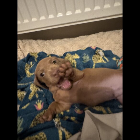 Dachshund (Miniature Smooth Haired)