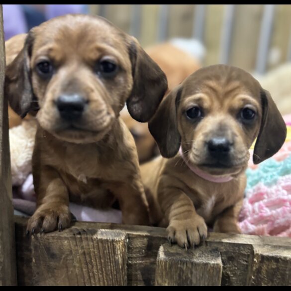 Dachshund (Miniature Smooth Haired)