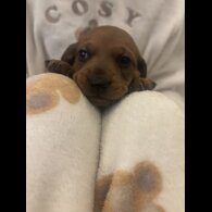 Dachshund (Miniature Smooth Haired)