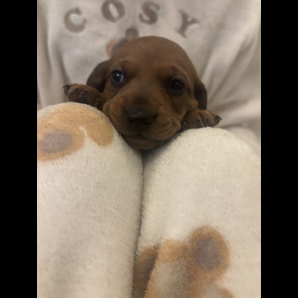 Dachshund (Miniature Smooth Haired)