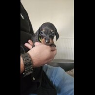 Dachshund (Miniature Smooth Haired)